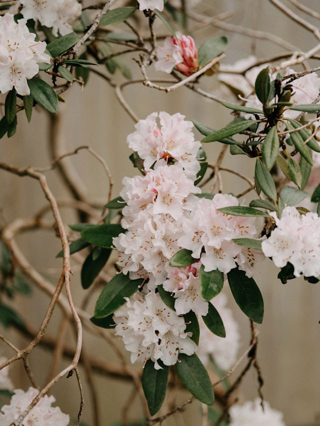 flowers in bloom